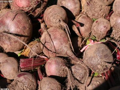 Red Beetroot