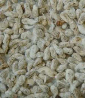Cotton Seeds (Bano-la)